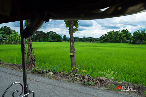 Paddy view from the Tuk Tuk