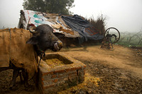 Slurrrp ! A Buffalo in a rustic setting
